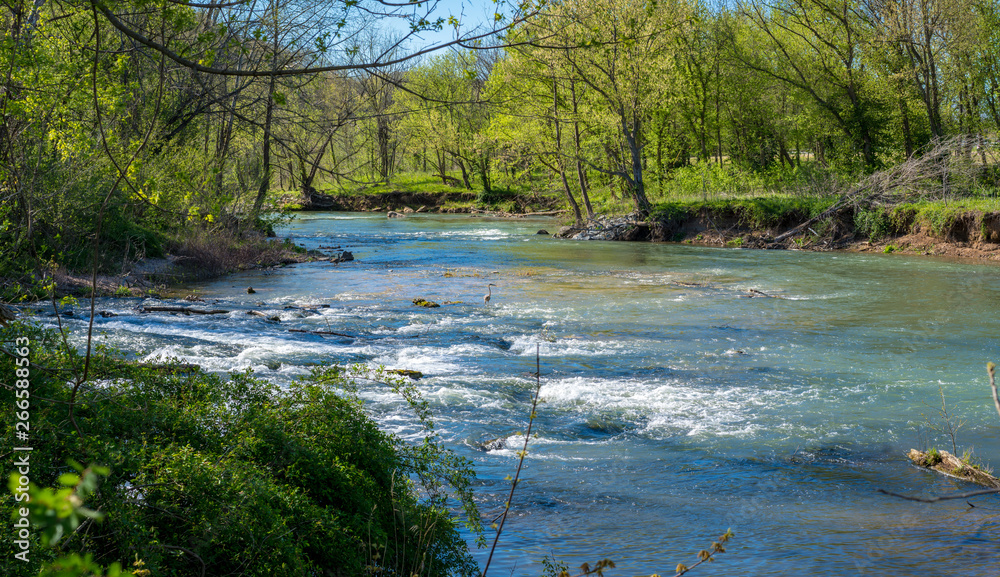 Panoramic view of Heron bird phishing, river in the forest, Lake Park Bella Vista City in Northwest Arkansas, crystal clear water creek Panoramic view of Heron bird phishing, river in the forest, Lake Park Bella Vista City in Northwest Arkansas, crystal clear water creek