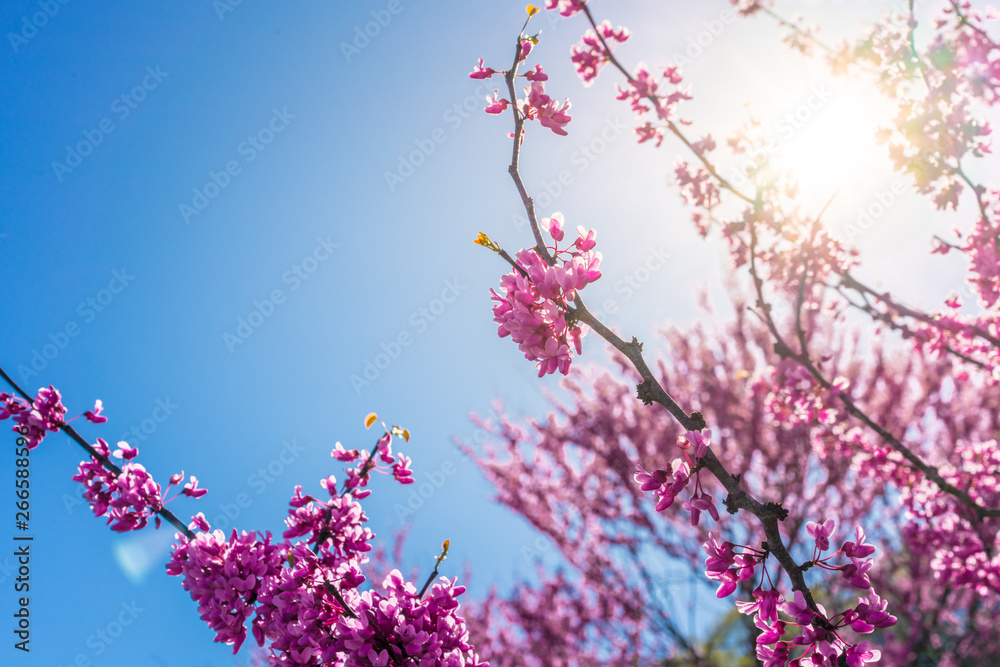 Blossom purple flower tree on blue sky background, wallpaper backdrop, spring Blossom purple flower tree on blue sky background, wallpaper backdrop, spring