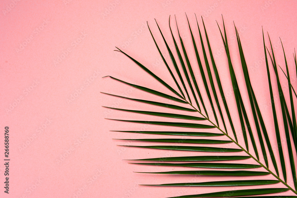 Fototapeta premium Palm leaf on pink background