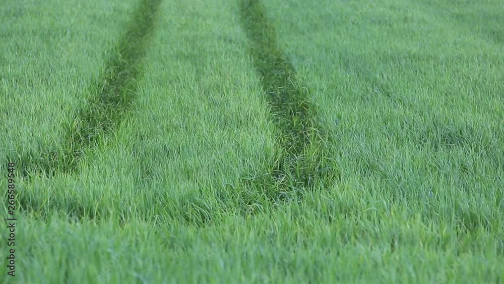 Campo di grano verde in primavera