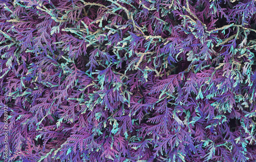 Abstract purple spruce leaves texture. Vivid violet conifer leaves background photo