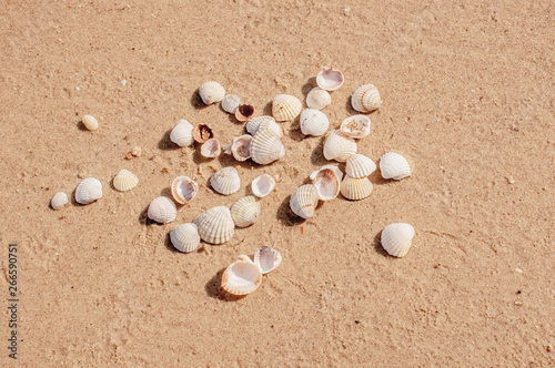Pile of seashels on a red sand of Azove sea