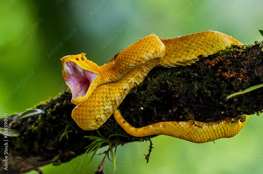 Eyelash Viper - Bothriechis schlegelii, beautiful colored venomous pit viper  from Central America forests, Costa Rica Stock Photo | Adobe Stock