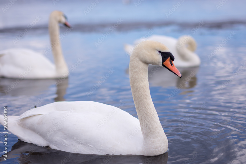 swan, white, swans, lake, water, sea, beautiful, bird, nature, blue, background, pond, light, animal, graceful, love, beauty, elegance, reflection, wild, romance, wildlife, calm, wing, feather swan, white, swans, lake, water, sea, beautiful, bird, nature, blue, background, pond, light, animal, graceful, love, beauty, elegance, reflection, wild, romance, wildlife, calm, wing, feather
