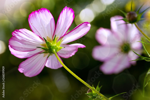 Macro Shot of white pink Cosmos flowers