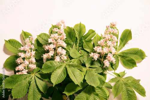 Branches of chestnut with flowers and large green leaves on a light background