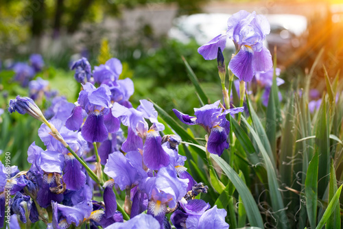 Fototapeta Naklejka Na Ścianę i Meble -  Violet spring flowers of iris blossom in the garden