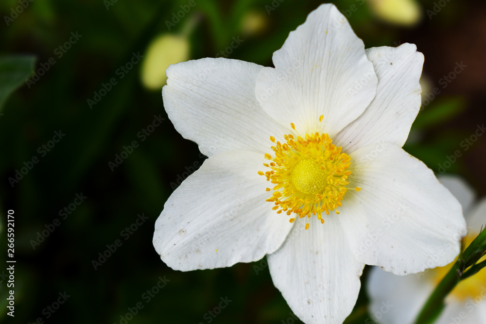 white flower white flower