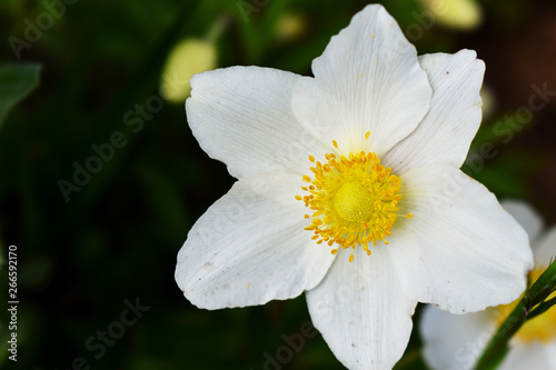 white flower