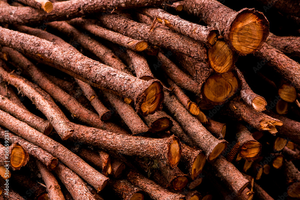 Cut tree timber. Background image of a cut tree. Pile of wood logs. Natural wooden background. Cut tree timber. Background image of a cut tree. Pile of wood logs. Natural wooden background.