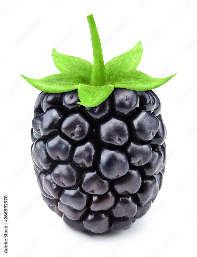 Blackberry leaf isolated