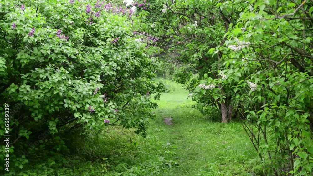 Lilac garden trees under the rain nature spring water 4k video