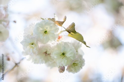 Cherry Blossoms