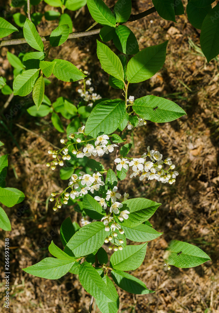 The snow-white flowers of the bird cherry against the background of spring greens. The snow-white flowers of the bird cherry against the background of spring greens.
