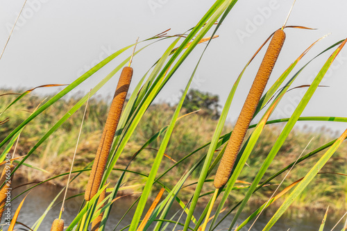 Closeup Bulrush, Cattail, Elephant grass, Flag, Narrowleaf cattail, Lesser reedmace, Reedmace tule (Typha Angustifolia) are growing in the pond photo