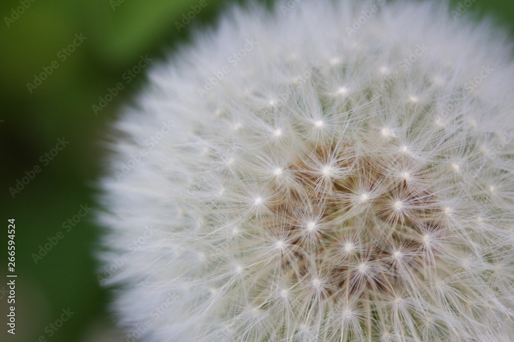 Close up of a dandelion blossom with copy space