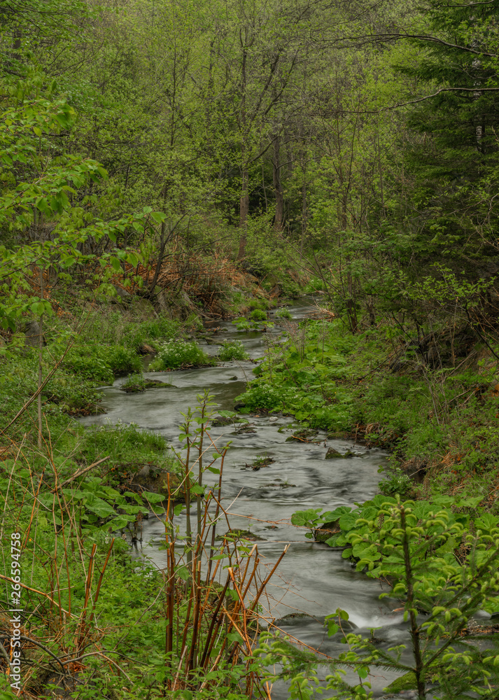 Obraz premium Spring small river Olesnice near Zlate Hory town