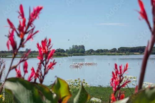 Marshes of the El Rocío, Huelva, Andalusia, Spain. Flamingos and other birds in the Doñana National Park.
