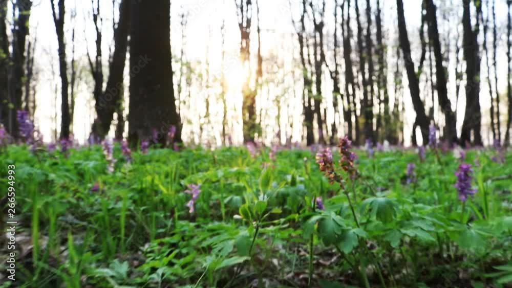 Hollow-root (Corydalis cava) blooming on the forest floor in a park during spring Hollow-root (Corydalis cava) blooming on the forest floor in a park during spring