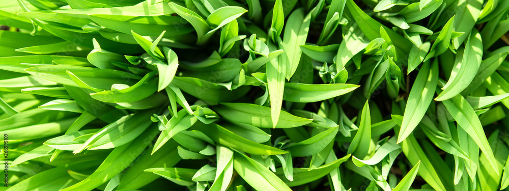 fresh green grass panorama in sunlight fresh green grass panorama in sunlight