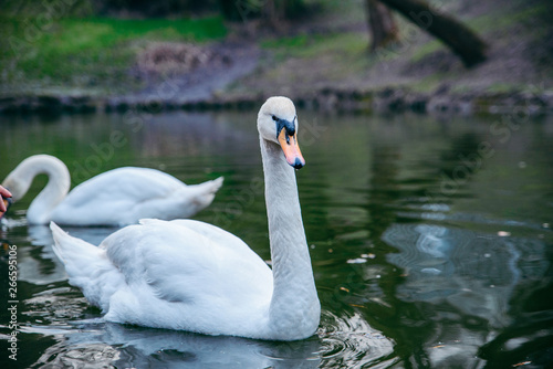 white swan bird close up at in the water