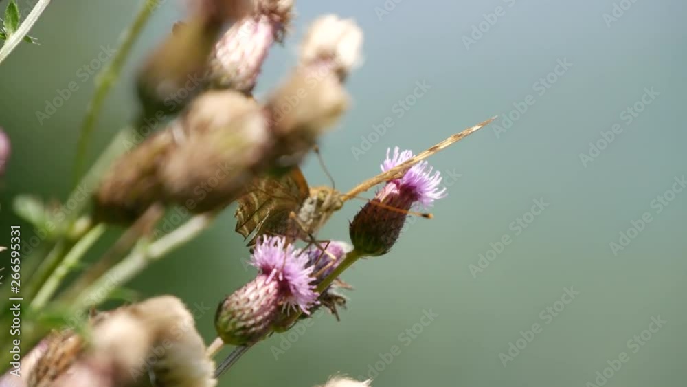 Close Up Beautiful Butterfly Collecting Nectar from a Thistle Flower Close Up Beautiful Butterfly Collecting Nectar from a Thistle Flower