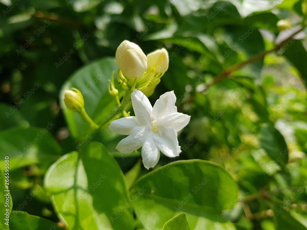 Fototapeta premium white flower