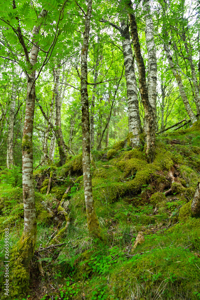 Arctic forest, Norway. Gnarled dwarf birches. Arctic forest, Norway. Gnarled dwarf birches.