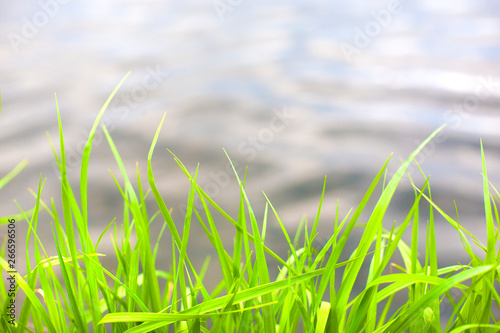 green grass on a background of water © fotodiya83