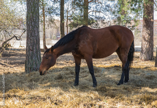 One bay horse is grazing on the edge of the forest