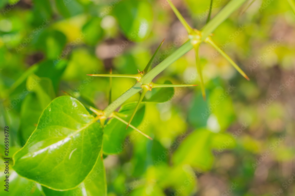 Fresh green leaves with the sharp thorns on the branch of Azima Sarmentosa Benth growing in the tropical meadow of Thailand Fresh green leaves with the sharp thorns on the branch of Azima Sarmentosa Benth growing in the tropical meadow of Thailand