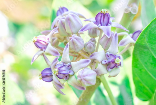 Closeup purple flowering and flowers bud of Crown flower, Giant Indian Milkweed, Giant Milkweed, Tembega (Calotropis Gigantea Dryand) are blooming with green leaves on tree in the nature garden photo