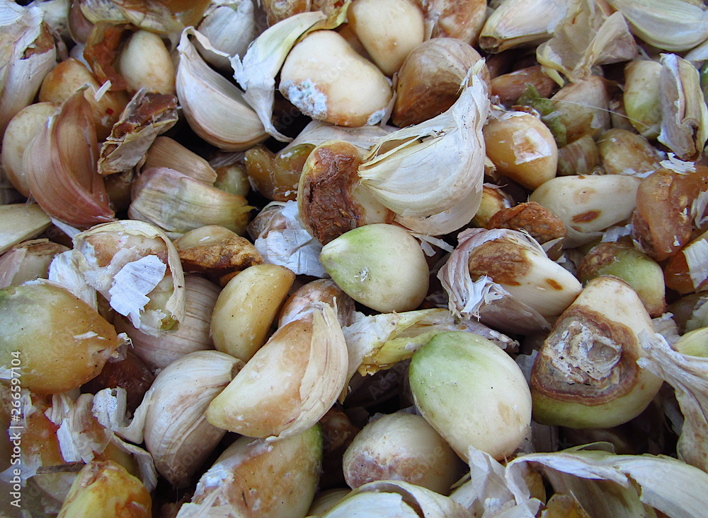 Moldy garlic `Allium sativum` with disease caused by improperly stored and cultivation. Sample. Close-up. Moldy garlic `Allium sativum` with disease caused by improperly stored and cultivation. Sample. Close-up.