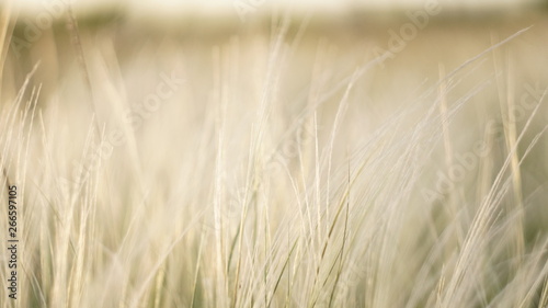 Stipa