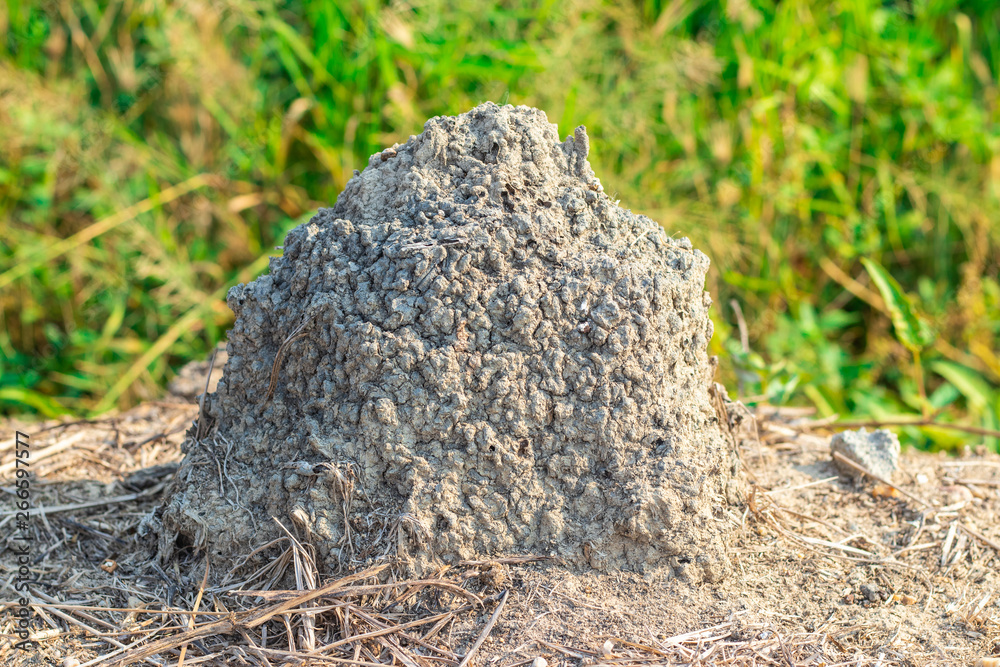 Termite mound or termite hill (Anthill) are building the nests with the tunnel inside from the ground in rural garden Termite mound or termite hill (Anthill) are building the nests with the tunnel inside from the ground in rural garden