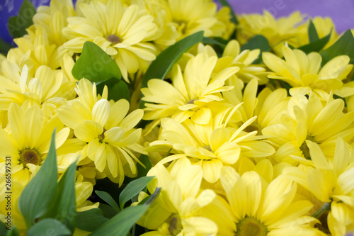 Closeup of a bouquet of bright yellow chrysanthemums in beautiful wrapping paper