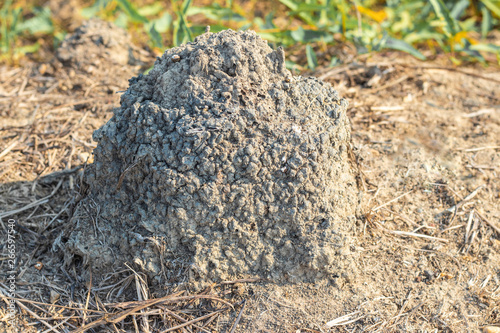 Termite mound or termite hill (Anthill) are building the nests with the tunnel inside from the ground in rural garden