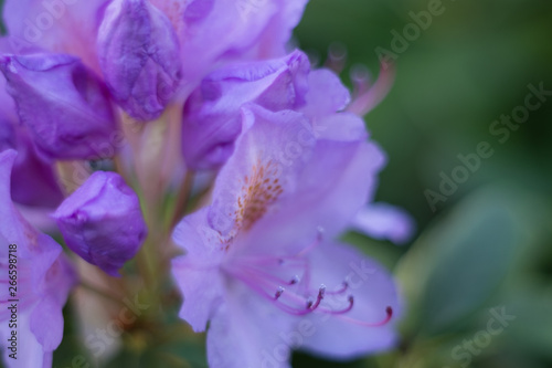 Rhododendron lila