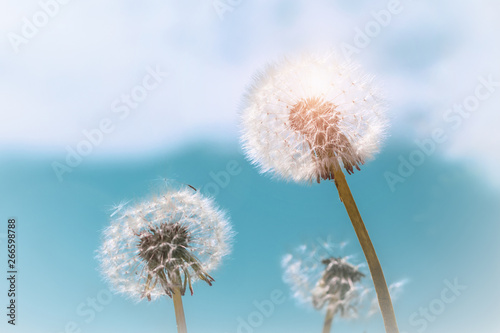 Beautiful summer background of dandelions against the sky on a bright sunny day