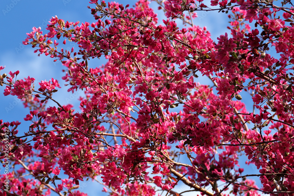 Closed up of cherry blossom sakura on blue sky background. Denver, Colorado. Closed up of cherry blossom sakura on blue sky background. Denver, Colorado.