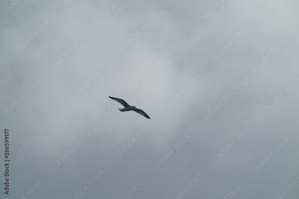 Möve im vorbeiflug Natur wurde mit Neuschnee am Morgen geweckt. 05.05.2019 Möve im vorbeiflug Natur wurde mit Neuschnee am Morgen geweckt. 05.05.2019