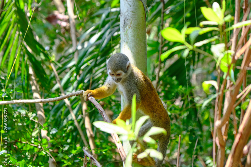Scenic view of cute monkey sitting on branch in jungle in cruise port of Cartagena - old historical touristic town in Colombia. Beautiful summer sunny look of exotic animal in South America Scenic view of cute monkey sitting on branch in jungle in cruise port of Cartagena - old historical touristic town in Colombia. Beautiful summer sunny look of exotic animal in South America