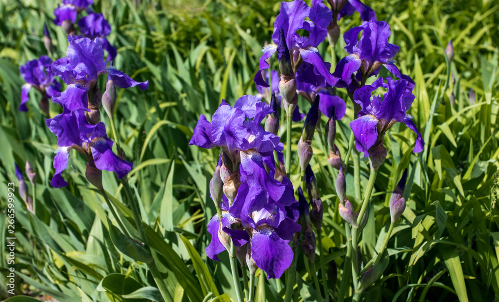 purple background of blooming irises in a park purple background of blooming irises in a park