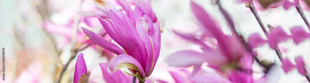 Beautiful background with blooming purple magnolia. Banner for the site.