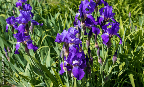 purple background of blooming irises in a park