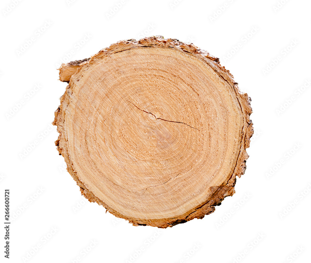 Smooth wood slice cut from the woods. Neutral brown sustainable tree rings made of hardwood. Smooth wood slice cut from the woods. Neutral brown sustainable tree rings made of hardwood.