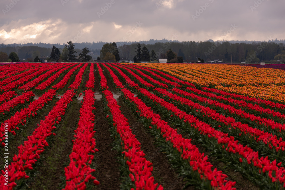 Skagit Valley Tulip Fields 4418