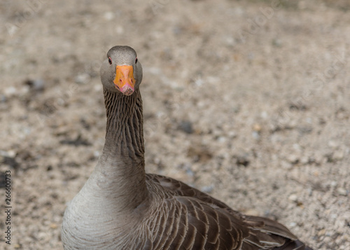 Greylag goose, copy space, soft focus background.