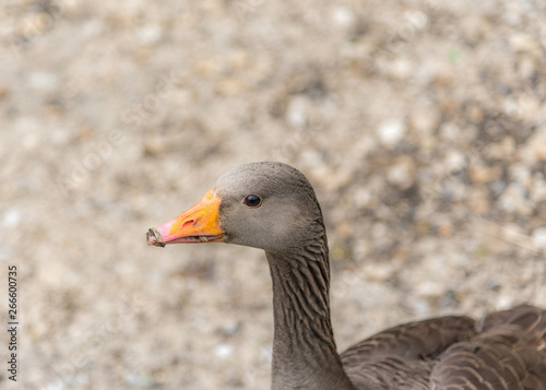 Greylag goose looking left, soft focus background.