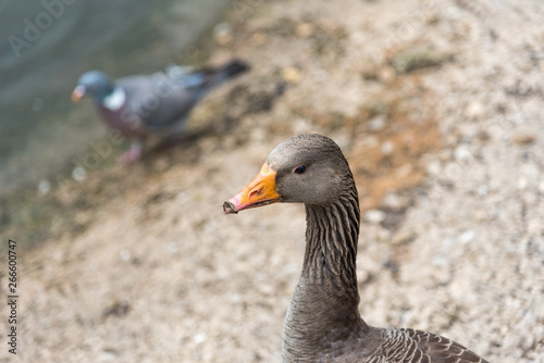 Greylag Goose looking left, soft focus with pigeon in background.